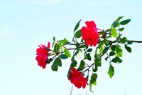 9cb41c1b4f377b6c0d5c619a7c97e3b1_1653244571_65.png