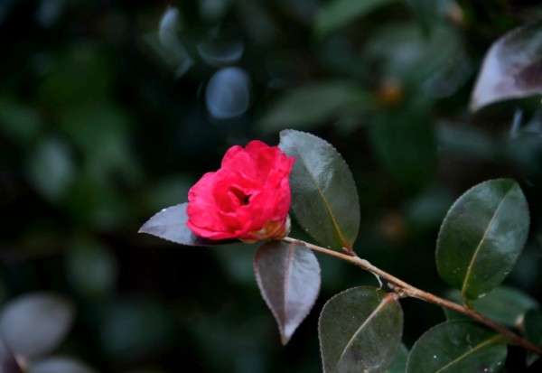a7b690c5b56103c114098653aa3e60ee_1769312519_35.jpg